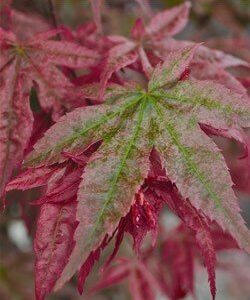 Acer palmatum 'Shindeshojo'  - PB28 (150/170)