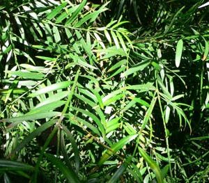 Podocarpus gracilior - PB6.5 (60/70)