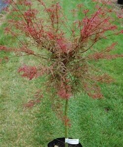Acer palmatum 'Beni Komachi' - PB18 (80/100)