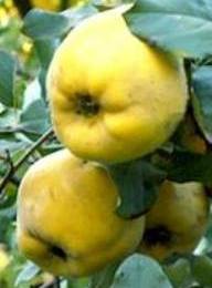 Quince Pineapple - PB12/18