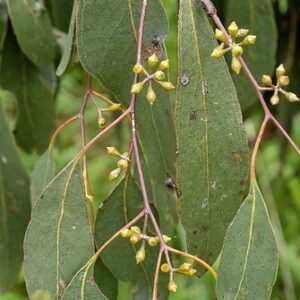 Eucalyptus ovata - RT (30/40)