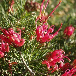 Grevillea rosmarinifolia Scarlet Sprite - PB5 (20/25)