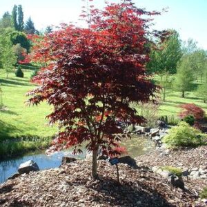 Acer palmatum 'Red Emperor'  - PB40 (150/180)