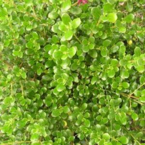 Coprosma Middlemore - PB5 (20/30)