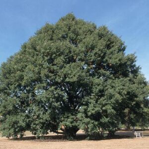 Quercus castaneifolia  - PB18 (220/240)