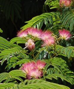 Albizia julibrissin rosea - PB8 (100/130)