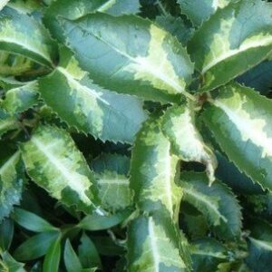 Hoheria populnea Variegata - PB5 (50/60)