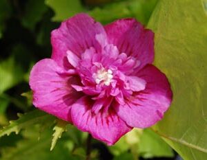 Hibiscus syriacus Leopoldii - PB6.5 (30/40)