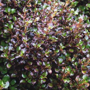 Coprosma Karo Red