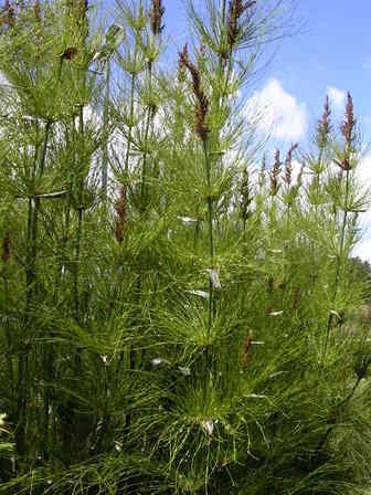 Elegia capensis - PB5 (30/40)