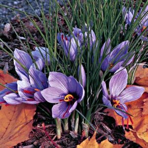 Crocus sativus - Saffron Crocus