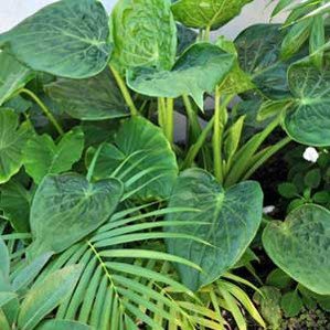 Alocasia cucullata Jade Millie - 2L Pot (15/25)