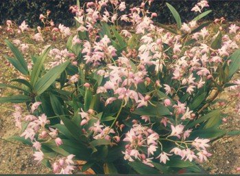 Dendrobium kingianum - PB6.5 (20/30)