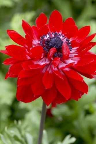 Anemone St Brigid (Double Flowering) - The Governor