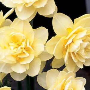 Daffodils Double - Manley