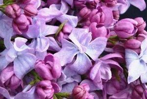 Syringa vulgaris Katherine Havemeyer - PB12 / 18