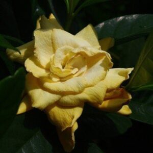 Gardenia jasminoides Golden Magic - PB6.5 (30/40)