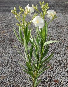 Nerium oleander Madonna - PB6.5 (50/60)