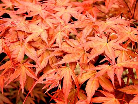 Acer palmatum 'Shindeshojo' (Japanese Maple) - PB60(180/220)