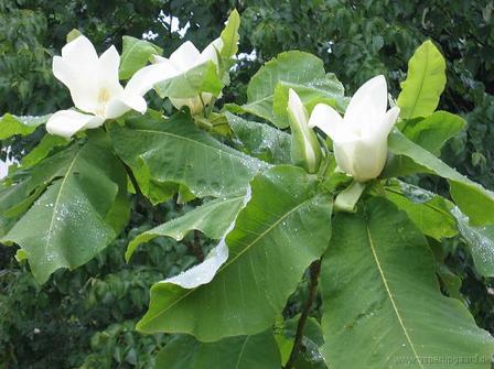 Magnolia macrophylla - PB60 (220/260)