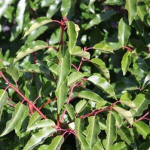 Portuguese Laurel standard. - PB40/60 1.7m 