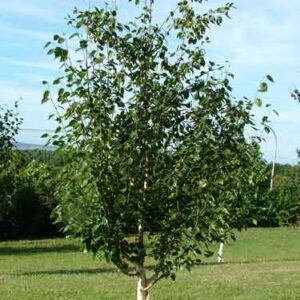 Betula jacquemontii 'Dazzler' - PB6.5 (90/100)