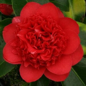 Camellia japonica Dolly Dyer - PB6.5 (80/95)