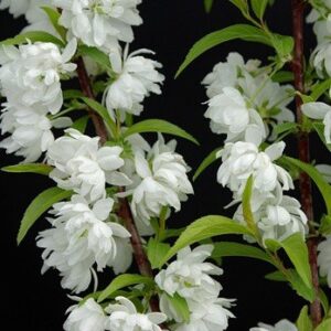 Prunus glandulosa Alba Plena - PB6.5 (30/40)