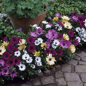 Osteospermum Mixed Colours - PB6.5 (15/25)