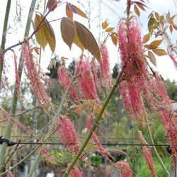 Acer negundo 'Violaceum'  - PB60 (220/240)