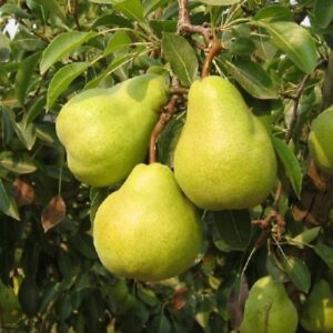 Pear Packhams Triumph - Pb18 (170/200)