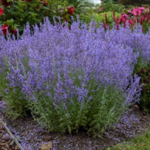 Perovskia atriplicifolia, Russian Sage - 0.5Ltr