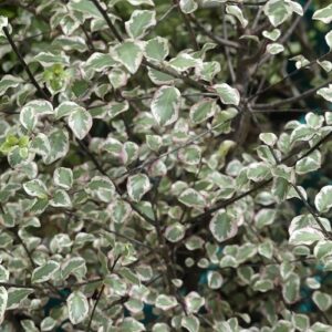 Pittosporum Silver Pillar - 1.5Ltr