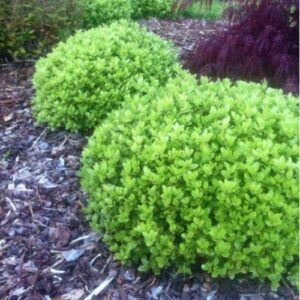 Pittosporum Golf Ball - 1.9Ltr/Pb6.5 (20/30)PVR