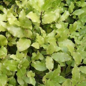 Pittosporum Humpty Dumpty - Pb12