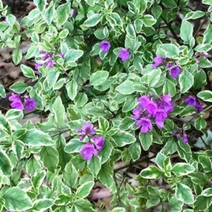 Prostanthera o. Variegata, Variegated Mint Bush - Pb6.5