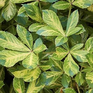 Pseudopanax Gold Splash - Pb6.5