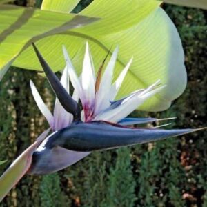 Strelitzia nicholai, Giant White Bird Of Paradise - Pb6/Pb10