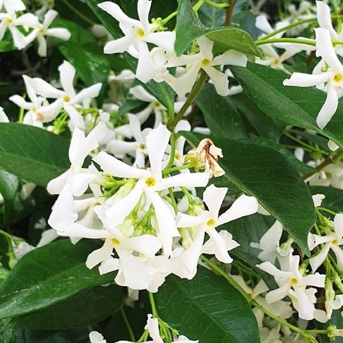 Trachelospermum jasminoides, Star Jasmine - Pb5/Pb6.5 (20/60)