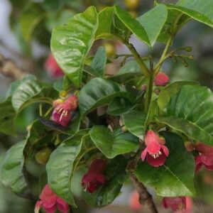 Vitex lucens, Puriri 1.2m