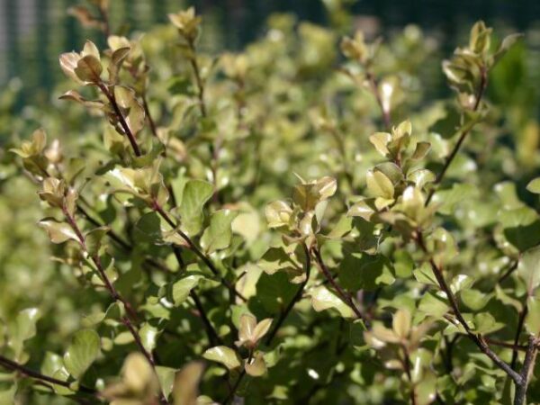 Pittosporum tenuifolium Wrinkled Blue - PB28 (180/200) $44.95 Special!