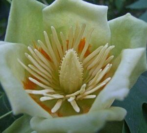 Liriodendron tulipifera 'Snowbird' - PB40