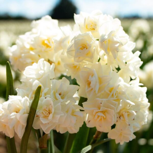 Daffodils - Earlycheer - Image 2