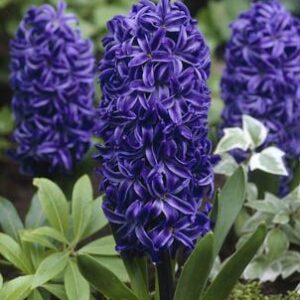 Hyacinth - King of the Blues