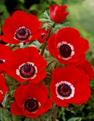 Anemone His Excellency