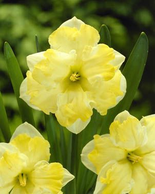Daffodils Split Corona - Cassata
