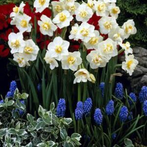 Daffodils Polyanthus Bunch Flowered - Cheerfulness