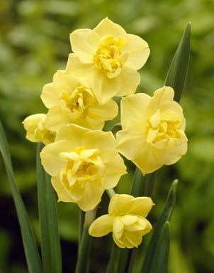 Daffodils Polyanthus Bunch Flowered - Yellow Cheerfulness