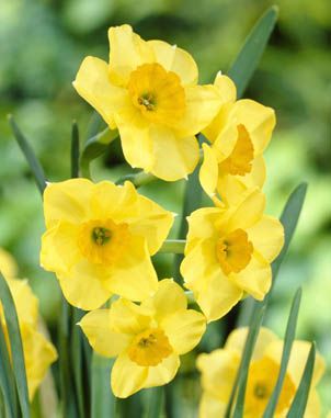 Daffodils Polyanthus Bunch Flowered - Highfield Beauty