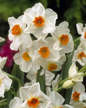 Daffodils Polyanthus Bunch Flowered - Geranium